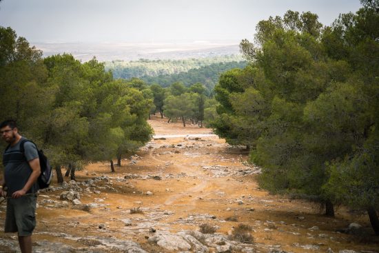 יער יתיר