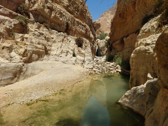 נחל ערוגות