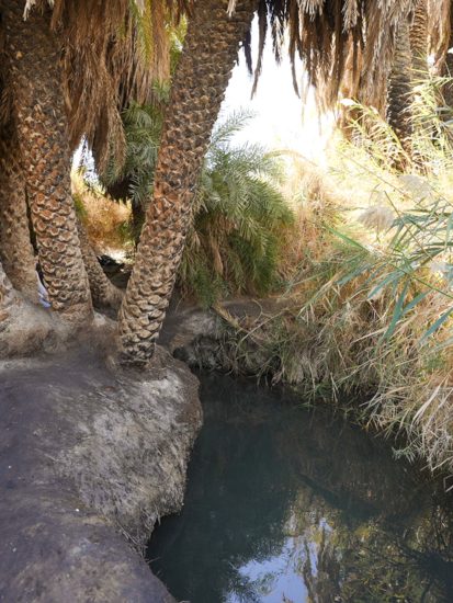 עין פלוטית קרדיט:איתמר גרינברג