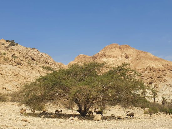 שמרת עין גדי