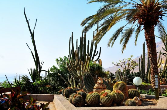 הגן הבוטני עין גדי