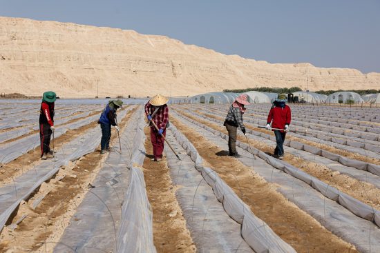 חקלאות בעין תמר