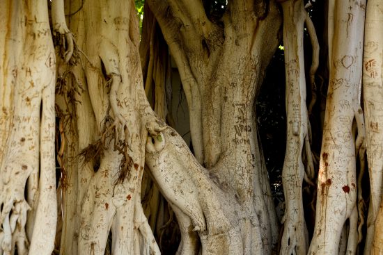 גזע עץ באובב, הגן הבוטני עין גדי